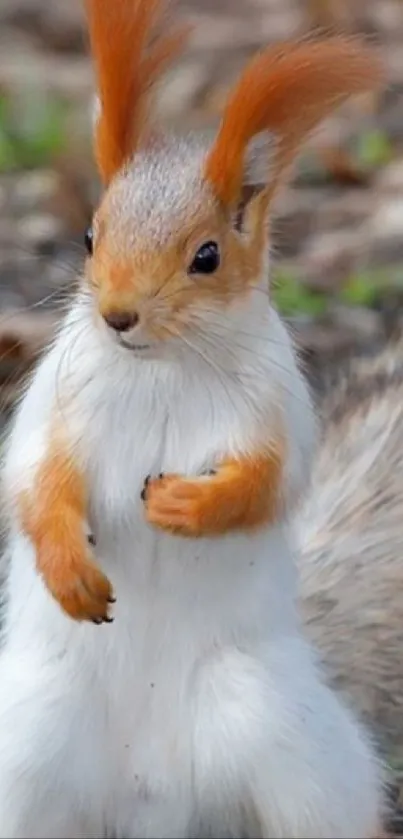 Cute squirrel in natural surroundings, ideal wallpaper.