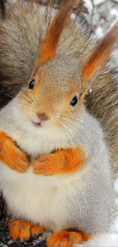 Cute squirrel on snowy branch, vibrant winter scene.