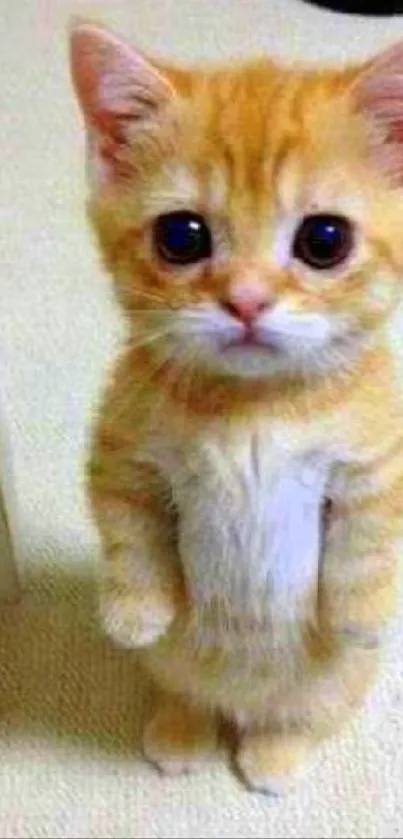 An adorable orange kitten standing upright, looking directly at the camera.