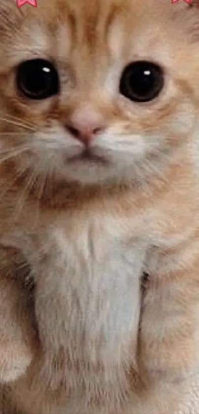A cute orange kitten standing upright with big eyes.