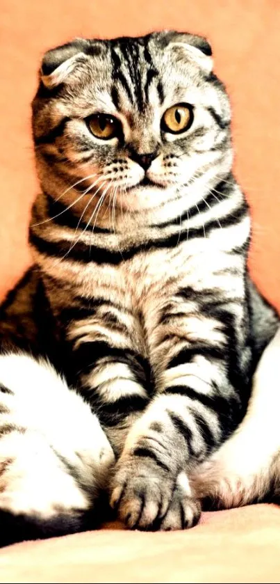 Adorable striped cat sitting on a salmon background.