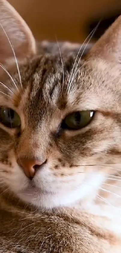 Close-up of a cute tabby cat with green eyes and detailed fur patterns.