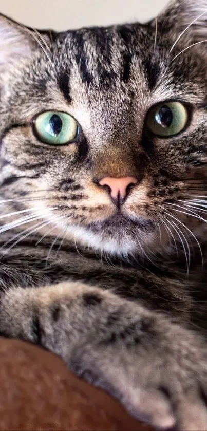 Close-up of a cute cat with green eyes relaxing.