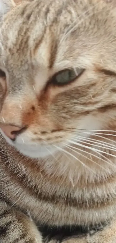 Close-up of a tabby cat with striking fur in a mobile wallpaper.