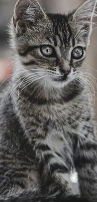 Charming tabby kitten with striped fur sitting gracefully.