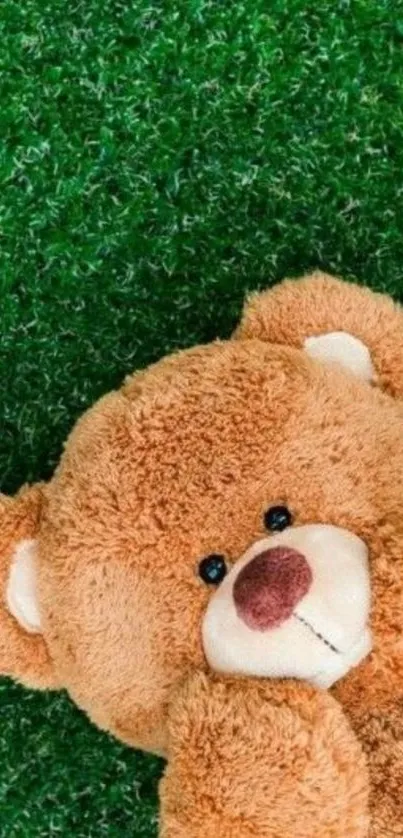 Adorable teddy bear on green grass mobile wallpaper.