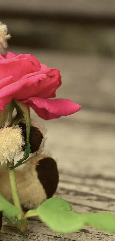 Cute teddy bear holds a pink rose, ideal for a phone wallpaper.
