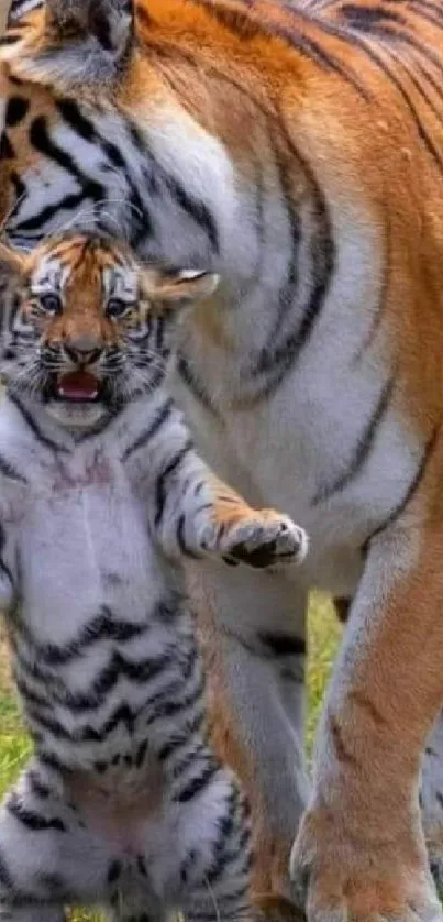 Cute tiger cub standing beside mother tiger in nature.