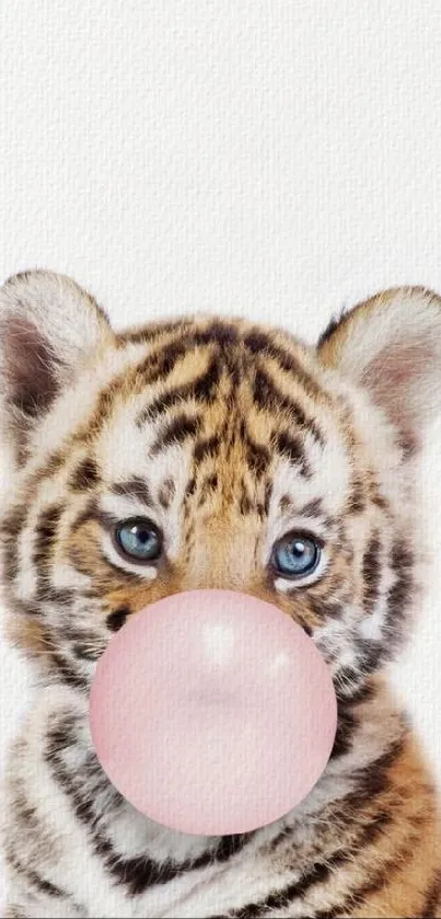 Cute tiger cub blowing a pink bubblegum on a white background.