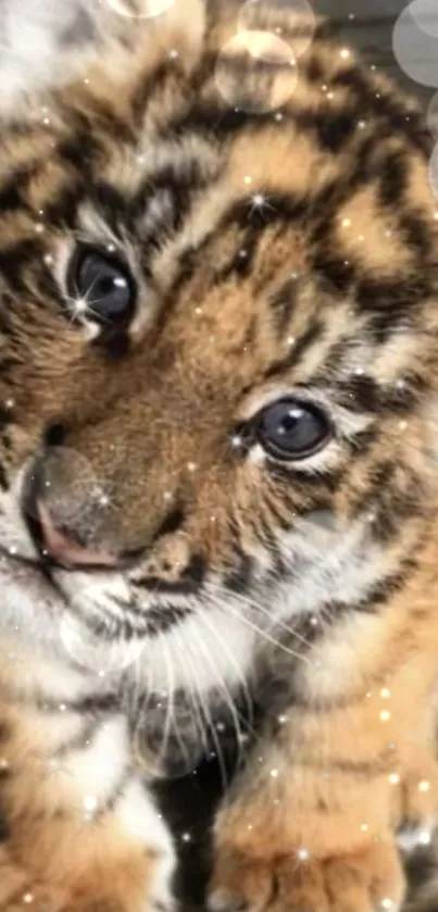 Cute tiger cub with glittering effects as wallpaper.