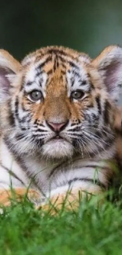 Adorable tiger cub lying in green grass near a tree.