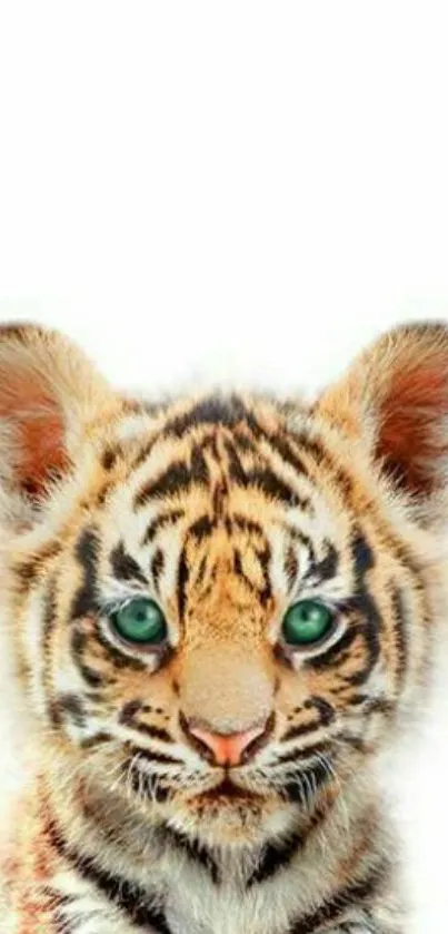 Cute tiger cub with green eyes and fur on a white background.