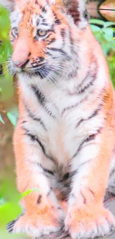 Cute tiger cub sitting among green leaves in forest.