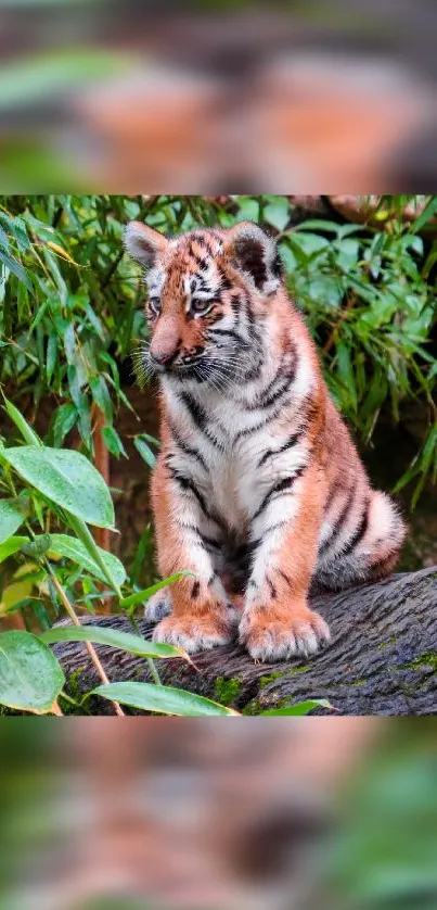 Cute tiger cub sitting on a log surrounded by green leaves.