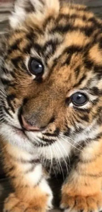 Adorable tiger cub wallpaper with piercing eyes and detailed fur patterns.