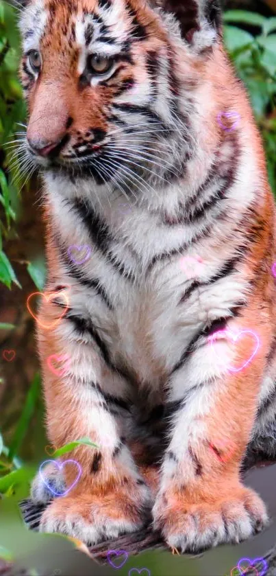 Adorable tiger cub with colorful hearts background.