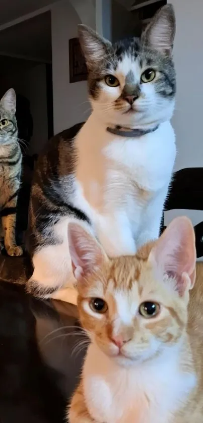 Three charming cats posing for a portrait.