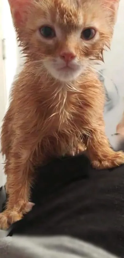 Cute wet kitten sitting on a person's leg.