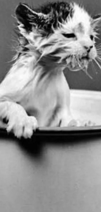 Cute black and white wallpaper of a wet kitten in a bathtub.