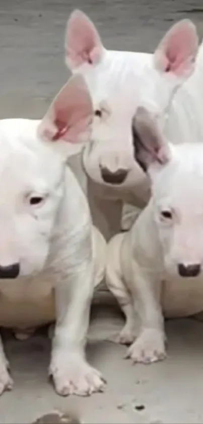 Three cute white Bull Terrier puppies sitting together.