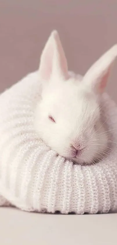 Cute white bunny resting in a cozy sweater.