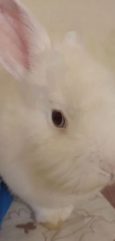 Adorable white bunny with pink ear against pastel background.