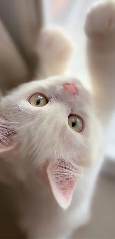 White kitten looking upward with curiosity.