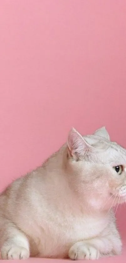 Cute white cat on pink background wallpaper.