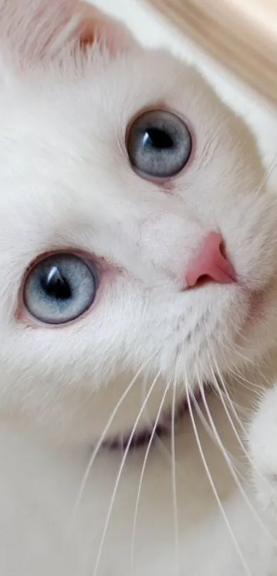 Adorable white cat with blue eyes close-up wallpaper.