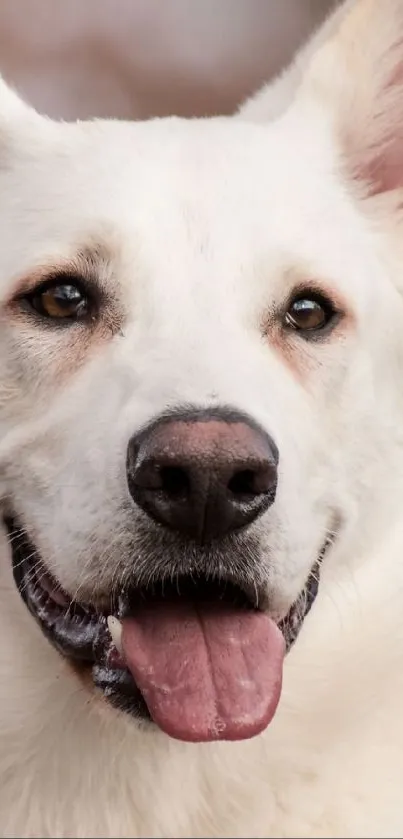 Cute white dog with tongue out close-up on a mobile wallpaper.