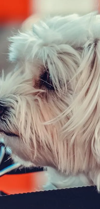 Side profile of a cute white dog with an orange background.