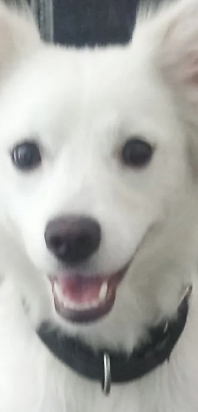 Adorable white dog sitting on a brown table.