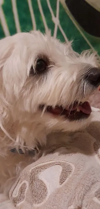 Adorable white dog with fluffy fur looking happy and playful.