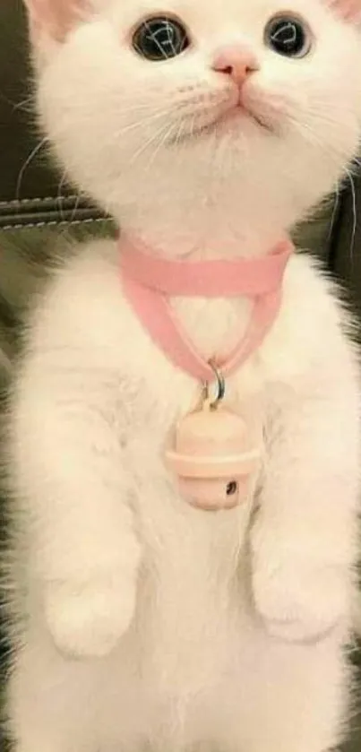 Adorable standing white kitten with pink collar on chair.