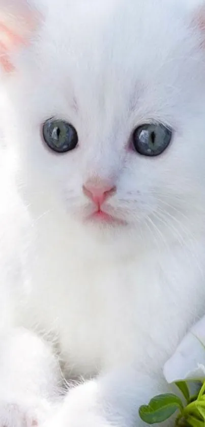 Adorable white kitten with blue eyes in a bright and fluffy setting.