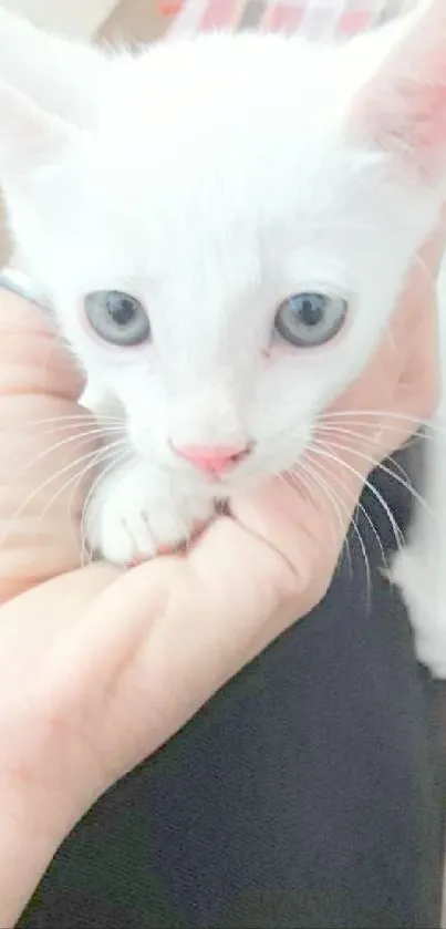 Adorable white kitten cradled in a hand.