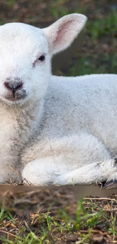 Charming white lamb resting on the grass in a serene outdoor setting.