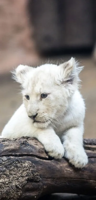 Adorable white lion cub resting on a log, perfect for phone wallpaper.