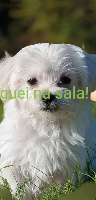 Adorable white puppy sitting on grass with a blurred natural background.