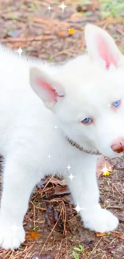 White puppy with blue eyes standing on ground.