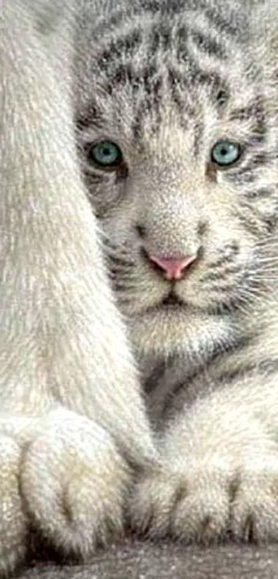 Cute white tiger cub with blue eyes wallpaper for mobile phone.