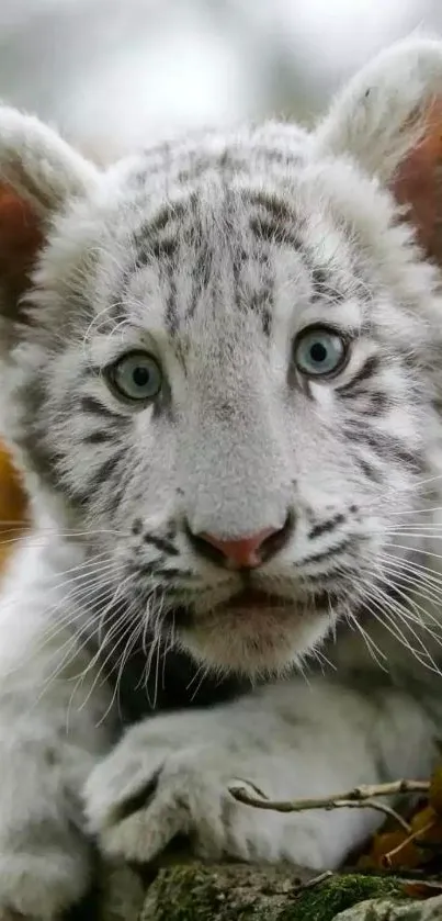 Adorable white tiger cub lying on grass, looking curious.