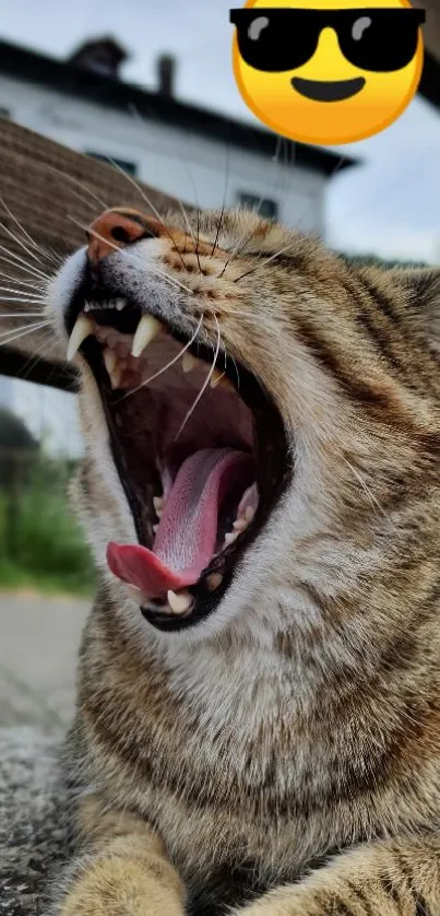 Yawning cat with a cool emoji overlay on a mobile wallpaper.