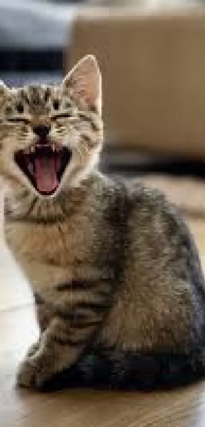 Adorable yawning kitten on a wooden floor.