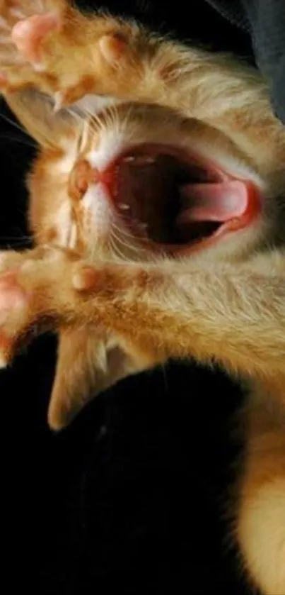 Yawning orange kitten with stretched paws on a dark background.