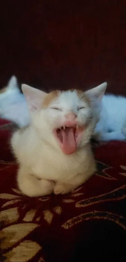 Yawning kitten on a maroon blanket.