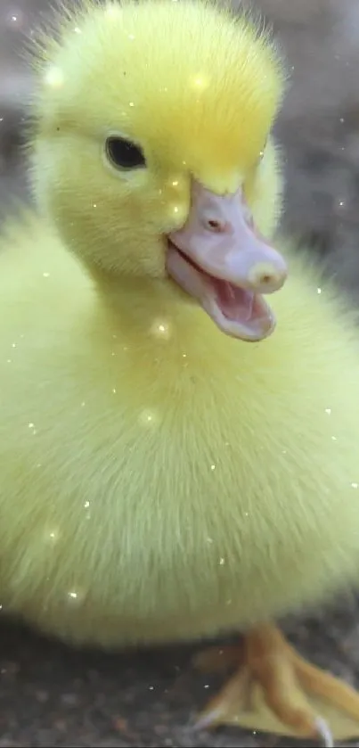 Cute yellow duckling on soil, perfect for wallpaper.