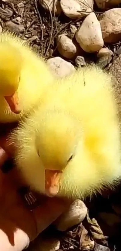 Adorable fluffy yellow ducklings on rocks.