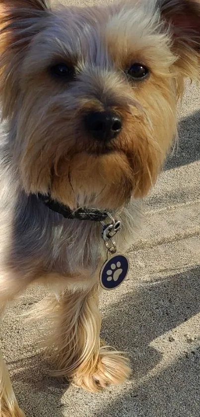 Adorable Yorkie dog enjoying a sunny day outdoors.