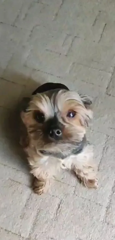 Adorable Yorkie sitting on a beige carpet, looking up.